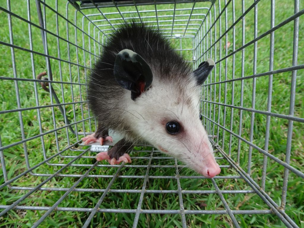 opossum prevention