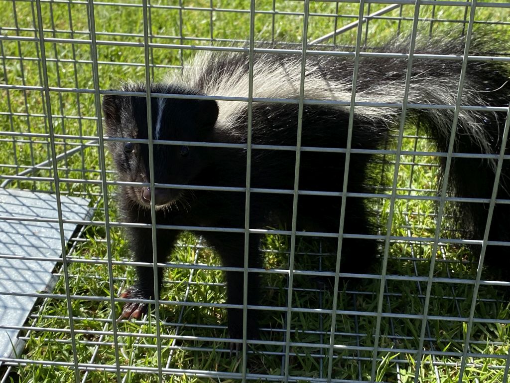 skunk removal