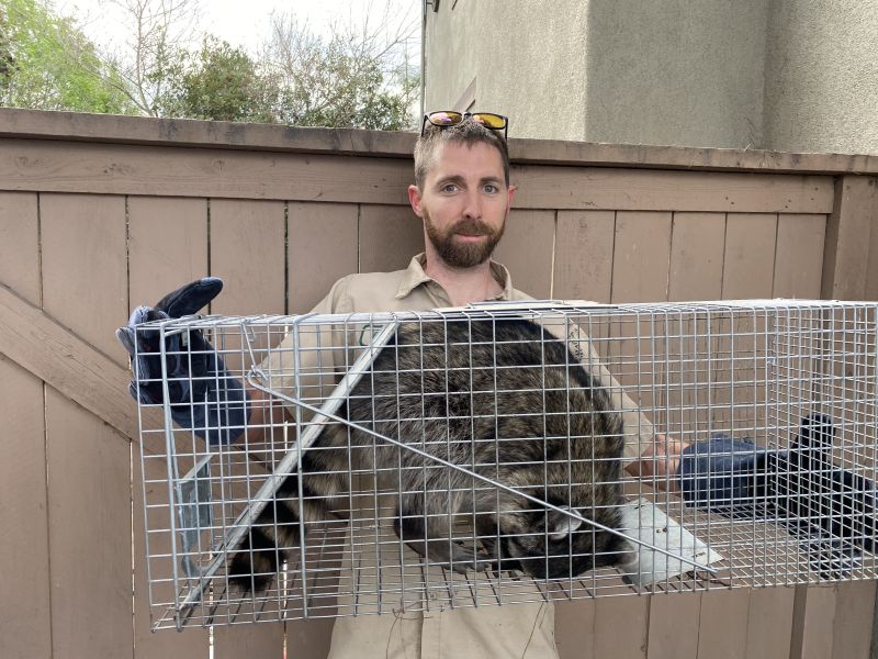 Raccoon Removal